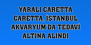 Yaralı caretta caretta, İstanbul Akvaryum'da tedavi altına alındı