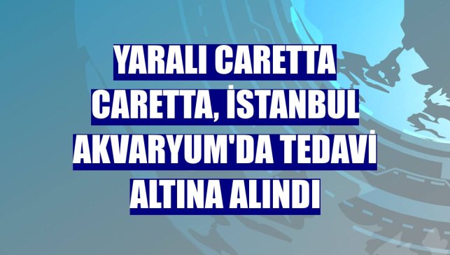 Yaralı caretta caretta, İstanbul Akvaryum'da tedavi altına alındı