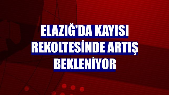 Elazığ'da kayısı rekoltesinde artış bekleniyor
