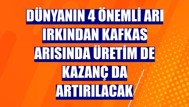 Dünyanın 4 önemli arı ırkından Kafkas arısında üretim de kazanç da artırılacak