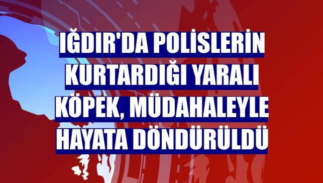 Iğdır'da polislerin kurtardığı yaralı köpek, müdahaleyle hayata döndürüldü