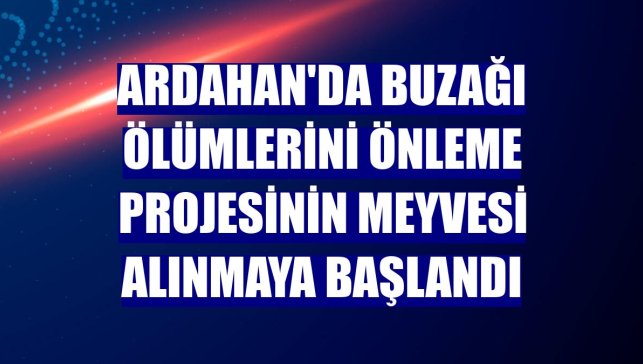 Ardahan'da buzağı ölümlerini önleme projesinin meyvesi alınmaya başlandı