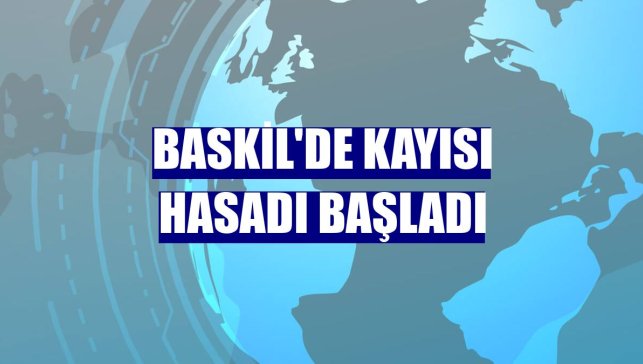 Baskil'de kayısı hasadı başladı