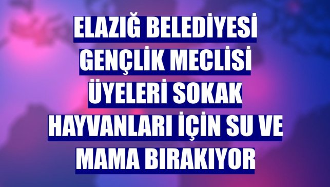 Elazığ Belediyesi Gençlik Meclisi üyeleri sokak hayvanları için su ve mama bırakıyor