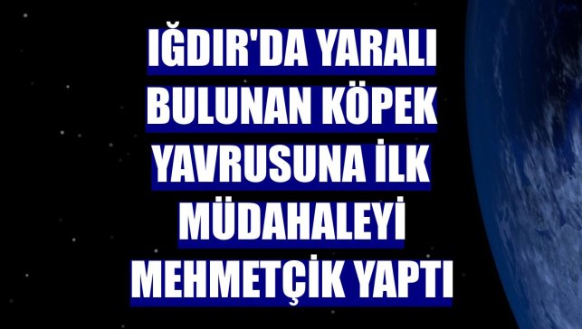 Iğdır'da yaralı bulunan köpek yavrusuna ilk müdahaleyi Mehmetçik yaptı