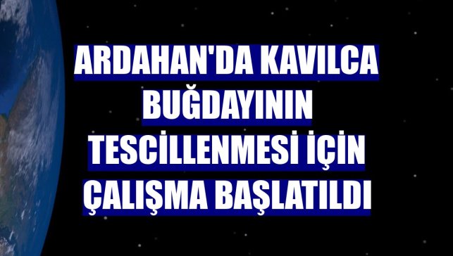 Ardahan'da kavılca buğdayının tescillenmesi için çalışma başlatıldı