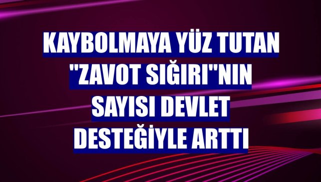 Kaybolmaya yüz tutan "Zavot sığırı"nın sayısı devlet desteğiyle arttı