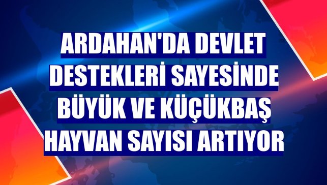 Ardahan'da devlet destekleri sayesinde büyük ve küçükbaş hayvan sayısı artıyor