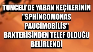 Tunceli'de yaban keçilerinin 'sphingomonas paucimobilis' bakterisinden telef olduğu belirlendi