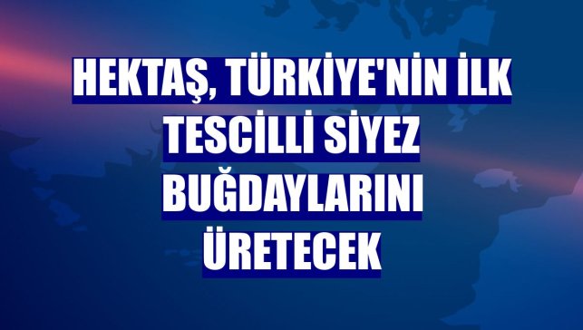 HEKTAŞ, Türkiye'nin ilk tescilli siyez buğdaylarını üretecek
