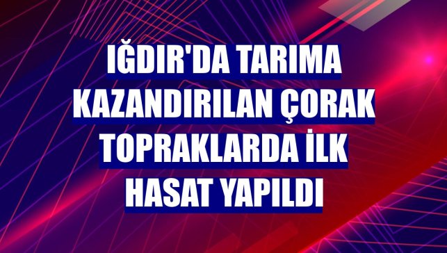 Iğdır'da tarıma kazandırılan çorak topraklarda ilk hasat yapıldı