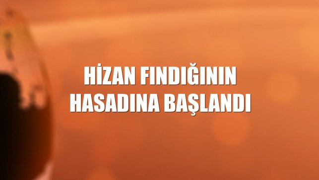 Hizan fındığının hasadına başlandı