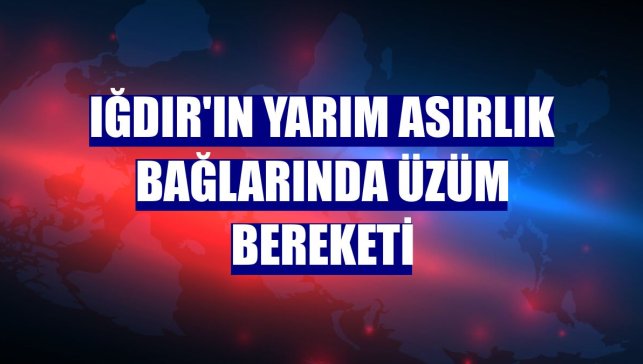 Iğdır'ın yarım asırlık bağlarında üzüm bereketi