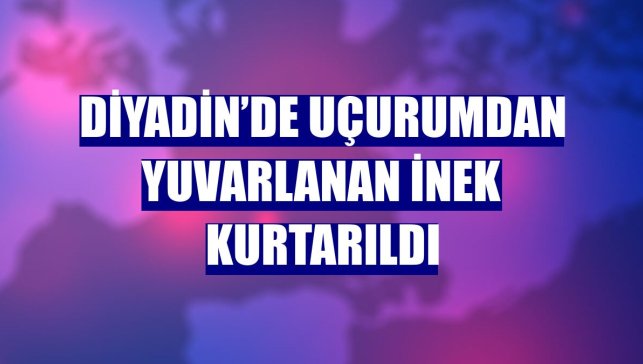 Diyadin’de uçurumdan yuvarlanan inek kurtarıldı