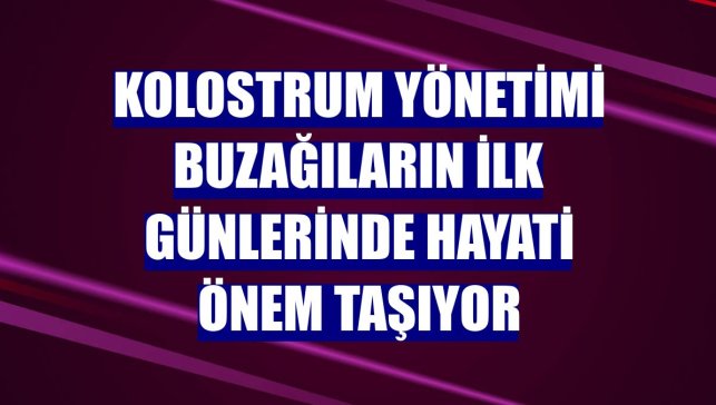 Kolostrum yönetimi buzağıların ilk günlerinde hayati önem taşıyor