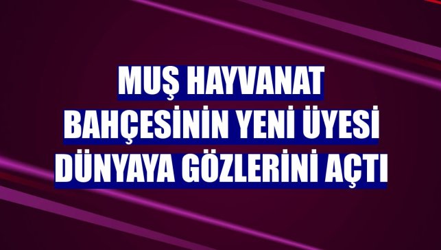 Muş hayvanat bahçesinin yeni üyesi dünyaya gözlerini açtı