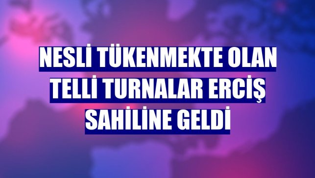 Nesli tükenmekte olan telli turnalar Erciş sahiline geldi