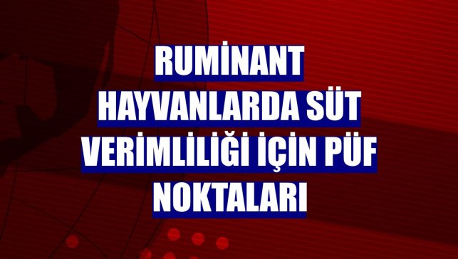 Ruminant hayvanlarda süt verimliliği için püf noktaları