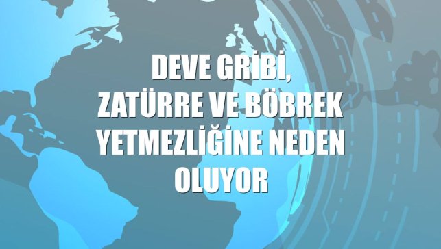 Deve gribi, zatürre ve böbrek yetmezliğine neden oluyor