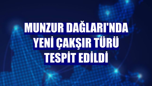 Munzur Dağları'nda yeni çakşır türü tespit edildi