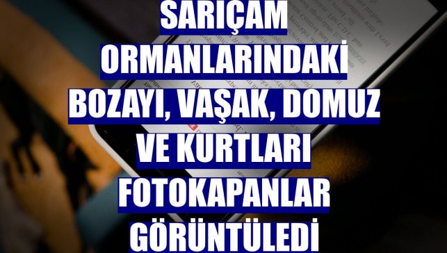 Sarıçam ormanlarındaki bozayı, vaşak, domuz ve kurtları fotokapanlar görüntüledi