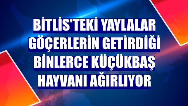 Bitlis'teki yaylalar göçerlerin getirdiği binlerce küçükbaş hayvanı ağırlıyor