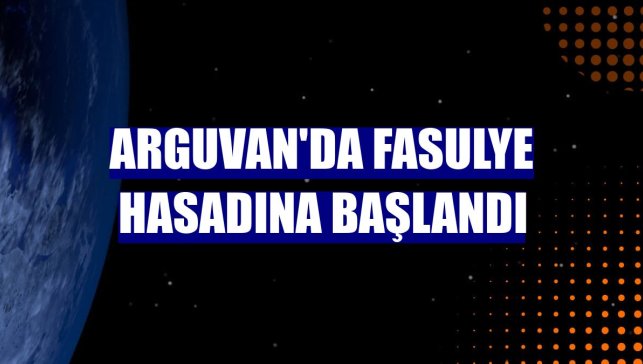 Arguvan'da fasulye hasadına başlandı