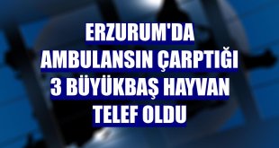 Erzurum'da ambulansın çarptığı 3 büyükbaş hayvan telef oldu