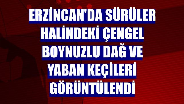 Erzincan'da sürüler halindeki çengel boynuzlu dağ ve yaban keçileri görüntülendi