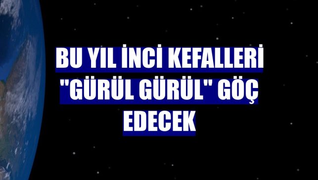 Bu yıl inci kefalleri "gürül gürül" göç edecek
