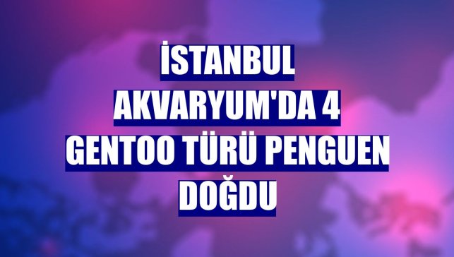 İstanbul Akvaryum'da 4 gentoo türü penguen doğdu