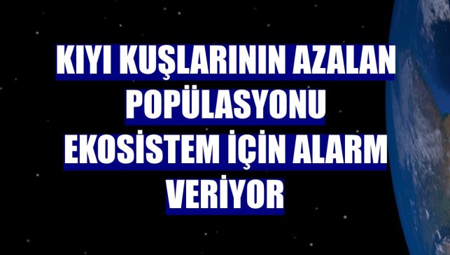 Kıyı kuşlarının azalan popülasyonu ekosistem için alarm veriyor