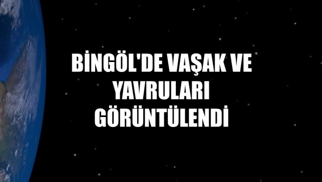 Bingöl'de vaşak ve yavruları görüntülendi