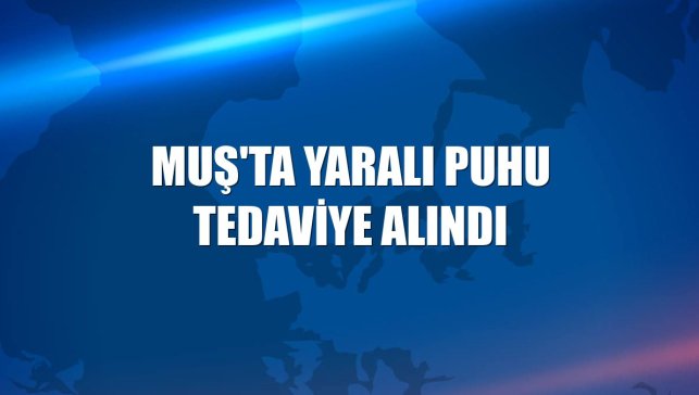 Muş'ta yaralı puhu tedaviye alındı