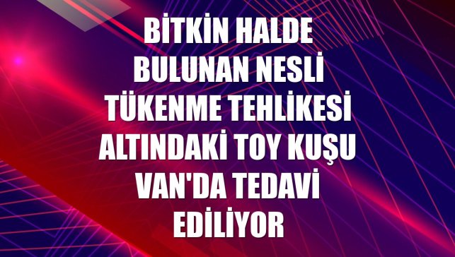Bitkin halde bulunan nesli tükenme tehlikesi altındaki toy kuşu Van'da tedavi ediliyor