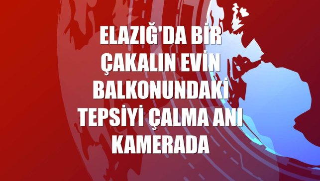 Elazığ'da bir çakalın evin balkonundaki tepsiyi çalma anı kamerada