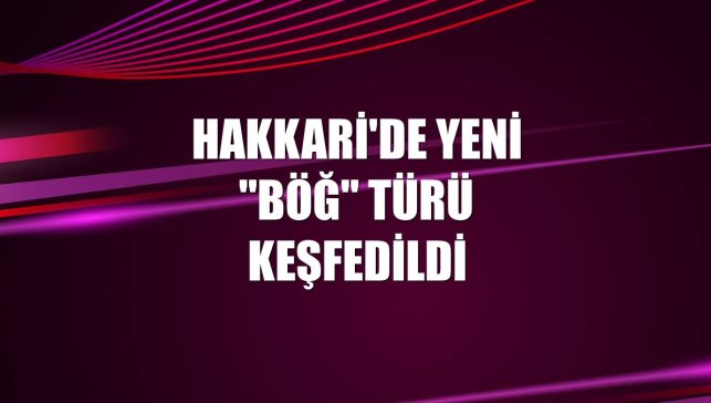 Hakkari'de yeni "böğ" türü keşfedildi