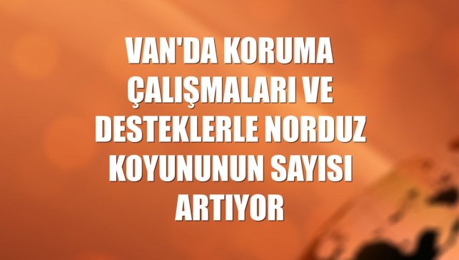 Van'da koruma çalışmaları ve desteklerle Norduz koyununun sayısı artıyor