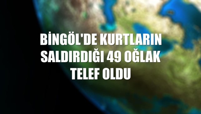 Bingöl'de kurtların saldırdığı 49 oğlak telef oldu