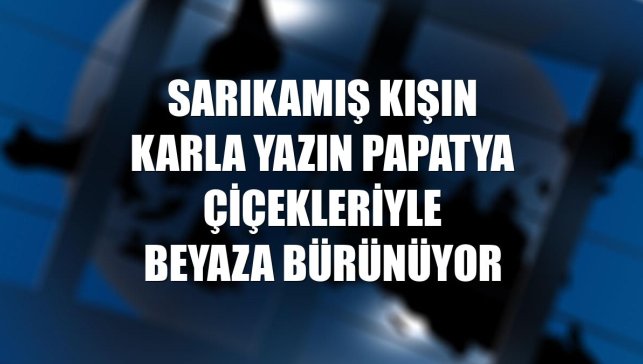Sarıkamış kışın karla yazın papatya çiçekleriyle beyaza bürünüyor