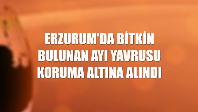 Erzurum'da bitkin bulunan ayı yavrusu koruma altına alındı