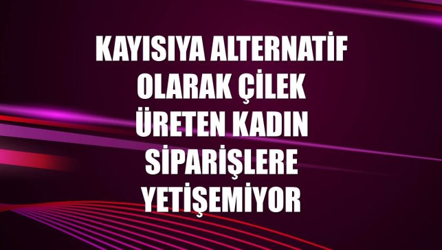 Kayısıya alternatif olarak çilek üreten kadın siparişlere yetişemiyor