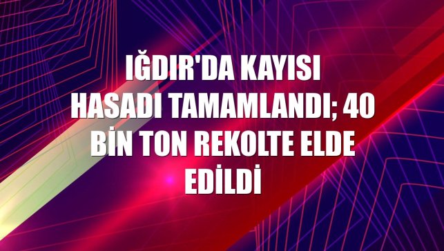 Iğdır'da kayısı hasadı tamamlandı; 40 bin ton rekolte elde edildi