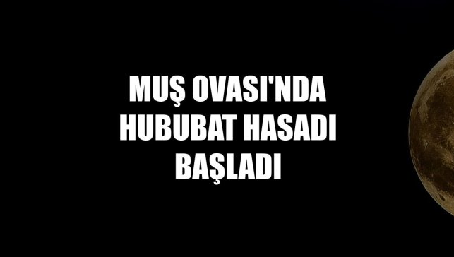 Muş Ovası'nda hububat hasadı başladı