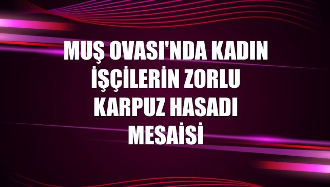 Muş Ovası'nda kadın işçilerin zorlu karpuz hasadı mesaisi
