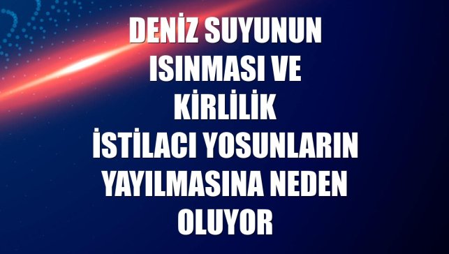 Deniz suyunun ısınması ve kirlilik istilacı yosunların yayılmasına neden oluyor