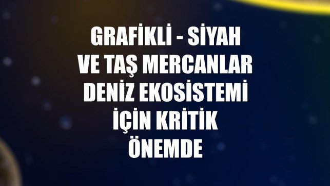 GRAFİKLİ - Siyah ve taş mercanlar deniz ekosistemi için kritik önemde