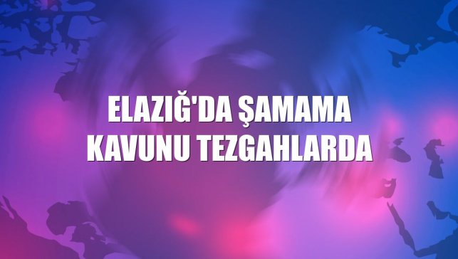Elazığ'da şamama kavunu tezgahlarda
