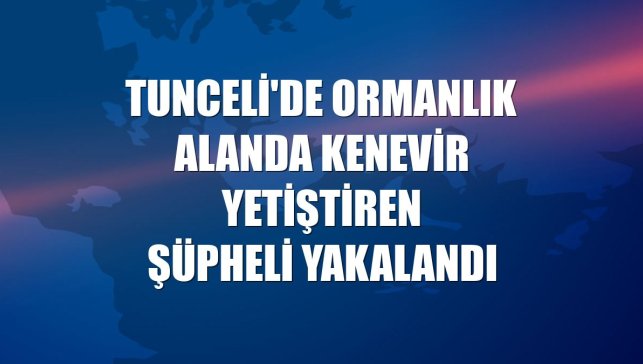 Tunceli'de ormanlık alanda kenevir yetiştiren şüpheli yakalandı