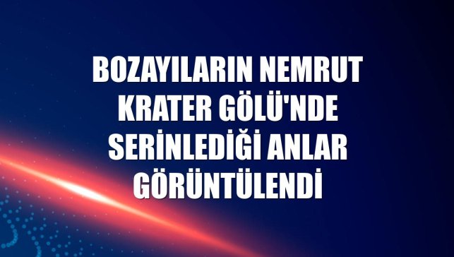 Bozayıların Nemrut Krater Gölü'nde serinlediği anlar görüntülendi